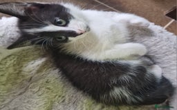 Mixed Breed cats for sale: Siberian cross ready to go!!! - Image 15