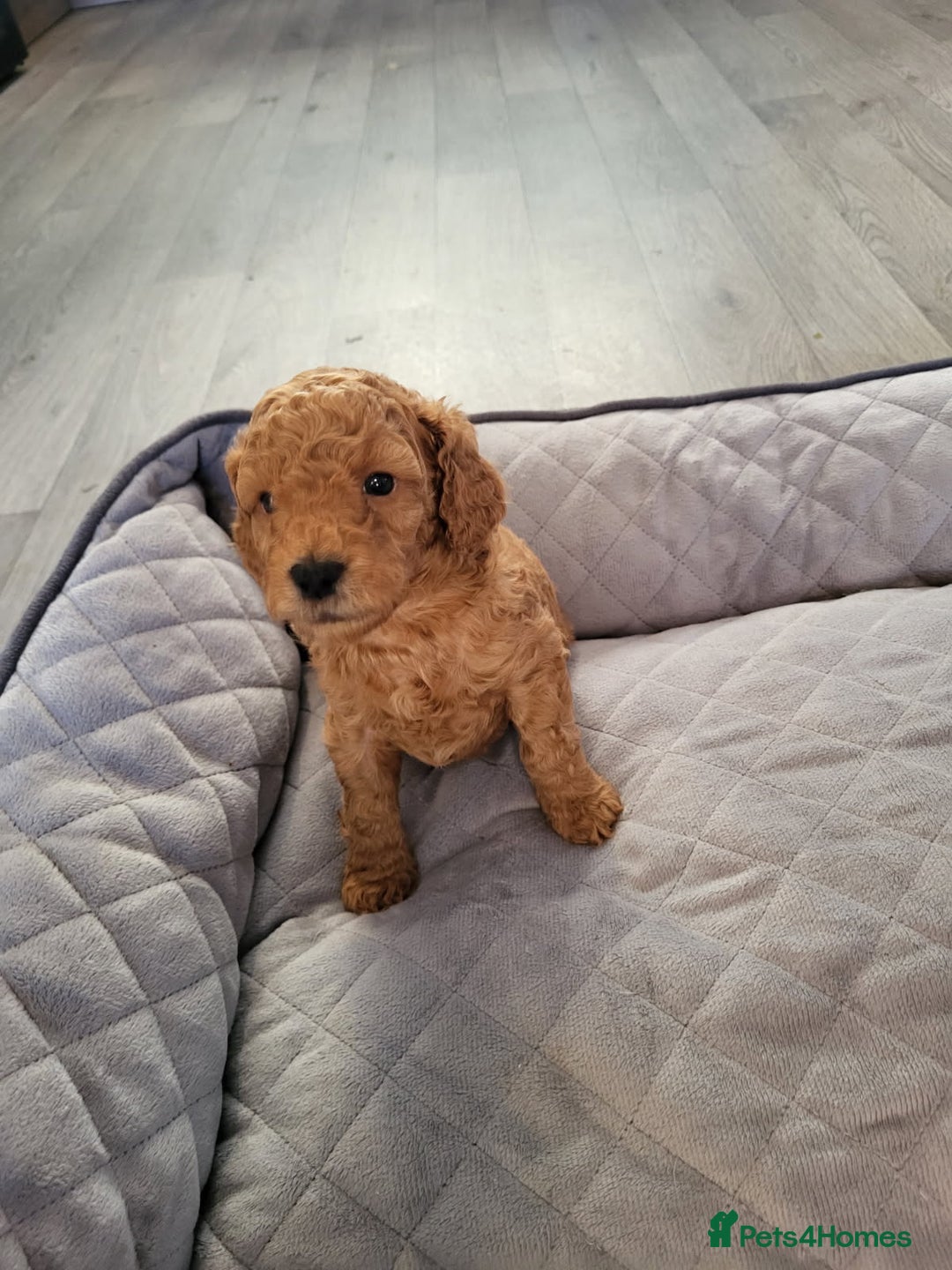 Cockapoo dogs for sale: 1 LEFT Toy f1b cokapoos🐶🐶 - Advert 34