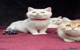 British Shorthair cats for sale: British shorthair kittens golden silver TICA - Image 13