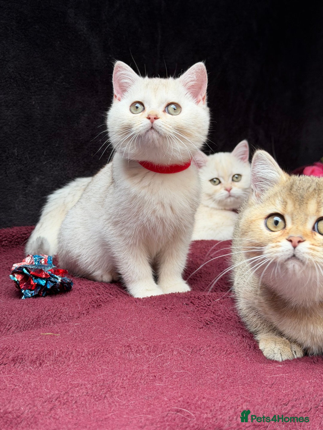 British Shorthair cats for sale: British shorthair kittens golden silver TICA - Image 13