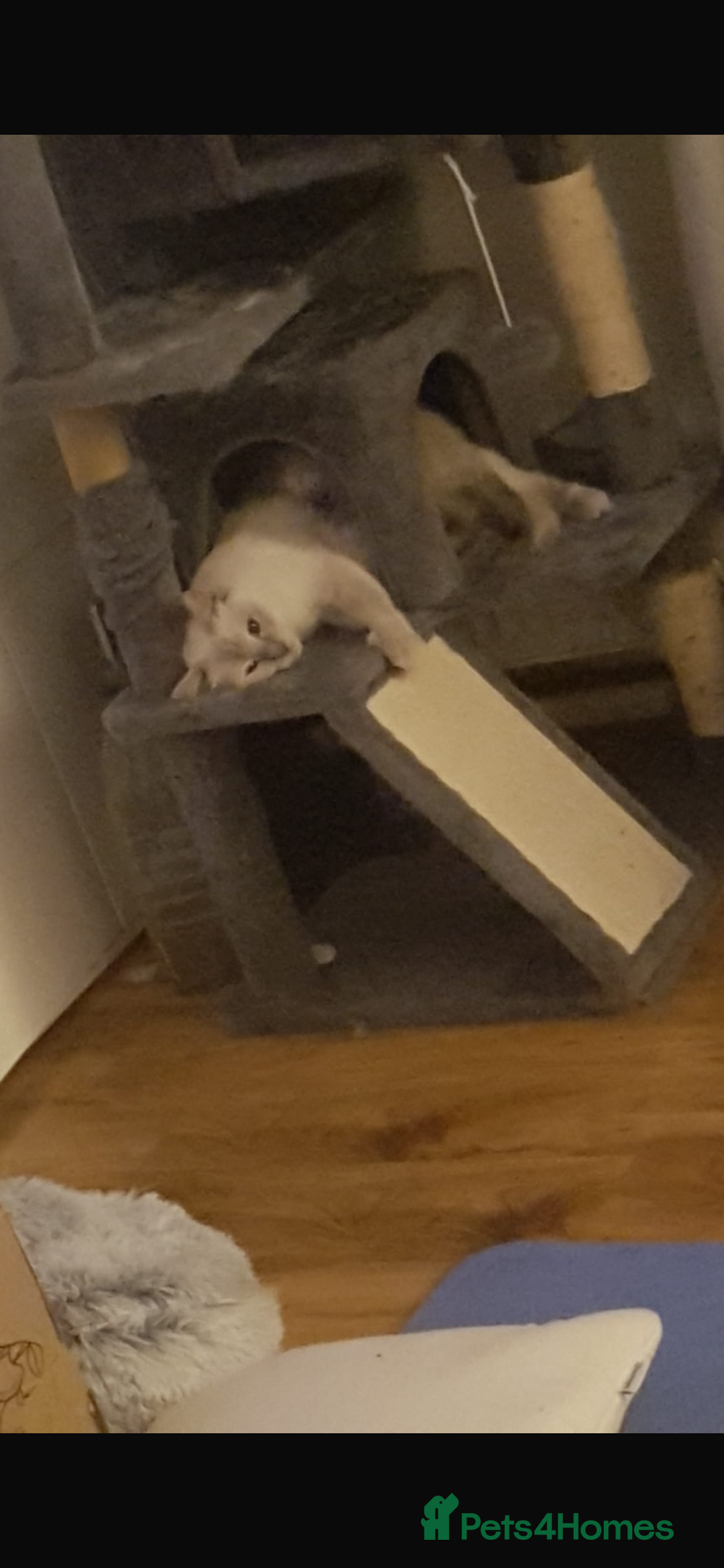 Ragdoll cats for sale: Half rag doll for sell  - Image 15