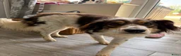 Mixed Breed dogs for adoption: Kori - Badersfield Norfolk  - Advert 17