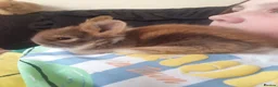 Lionhead rabbits for sale: Ready now 3 beautiful lionhead rabbits for sale - Advert 5