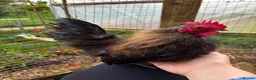 Chickens poultry for sale: Serama Silkie Cockerels - Advert 2