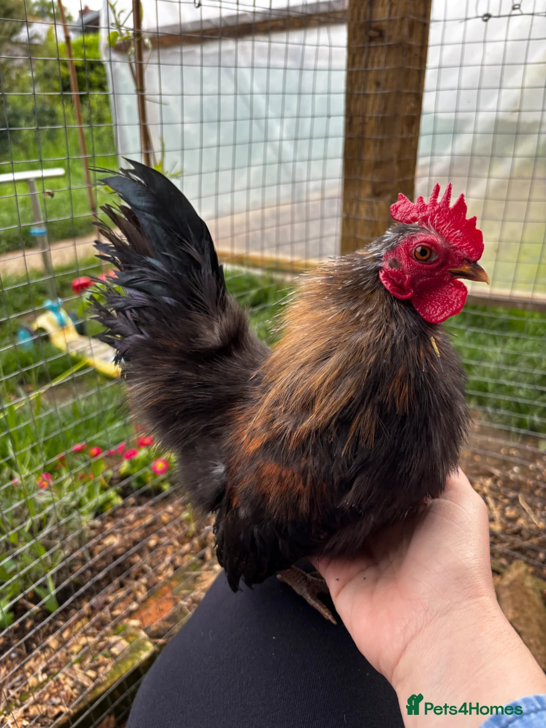 Chickens poultry for sale: Serama Silkie Cockerels - Advert 2