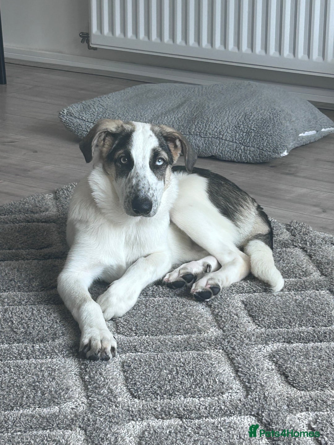 Mixed Breed dogs for sale: Skyla  - Image 8