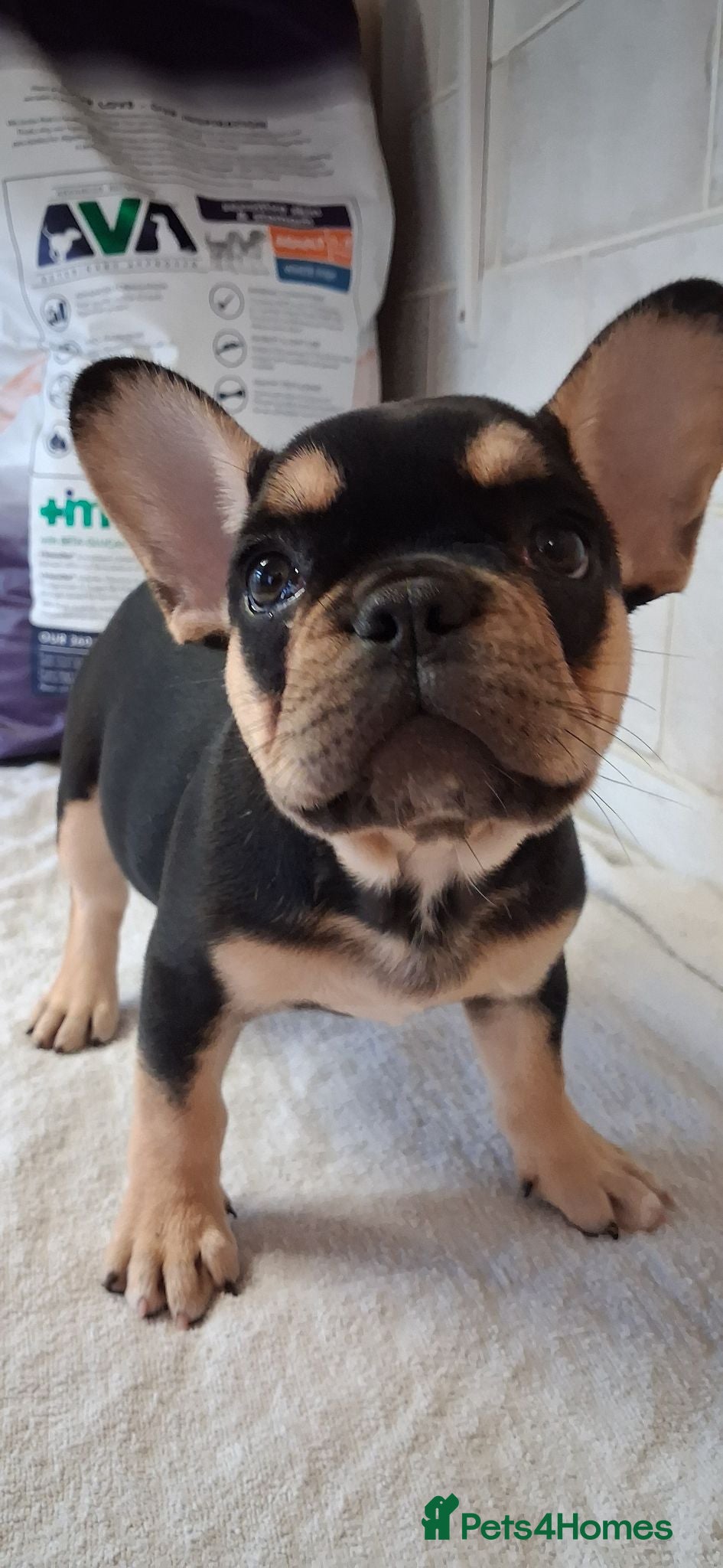 French Bulldog dogs Stunning Frenchie babies - Advert 13