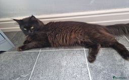 Maine Coon cats for sale: Stunning main coon girl for sale - Image 4