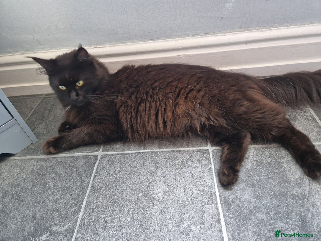 Maine Coon cats for sale: Stunning main coon girl for sale - Image 4