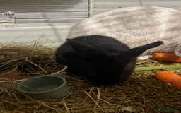 Mini Lion Lop rabbits for sale: lionlop baby bunny’s  - Image 23