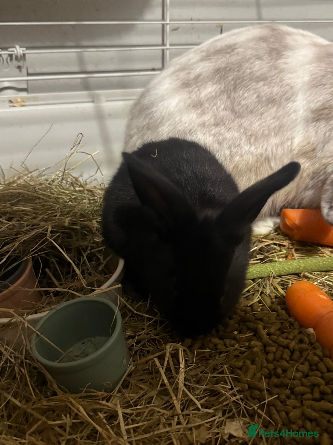 Mini Lion Lop rabbits for sale: lionlop baby bunny’s  - Image 23