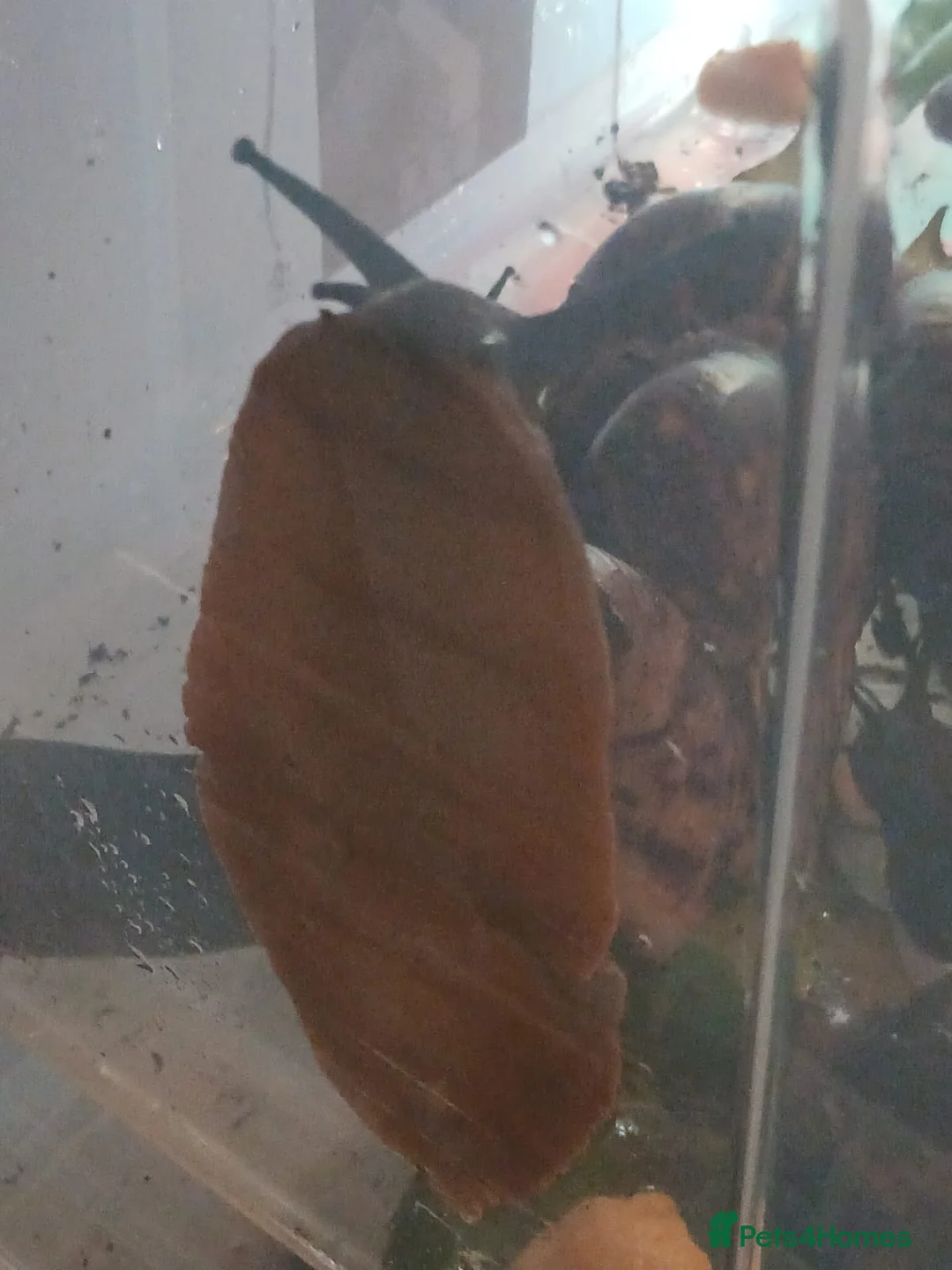 Snails invertebrates for sale: Albino Giant African Snails Marginata - Advert 2