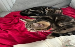 Mixed Breed cats for sale: Two beautiful brothers needing a forever home  - Image 4