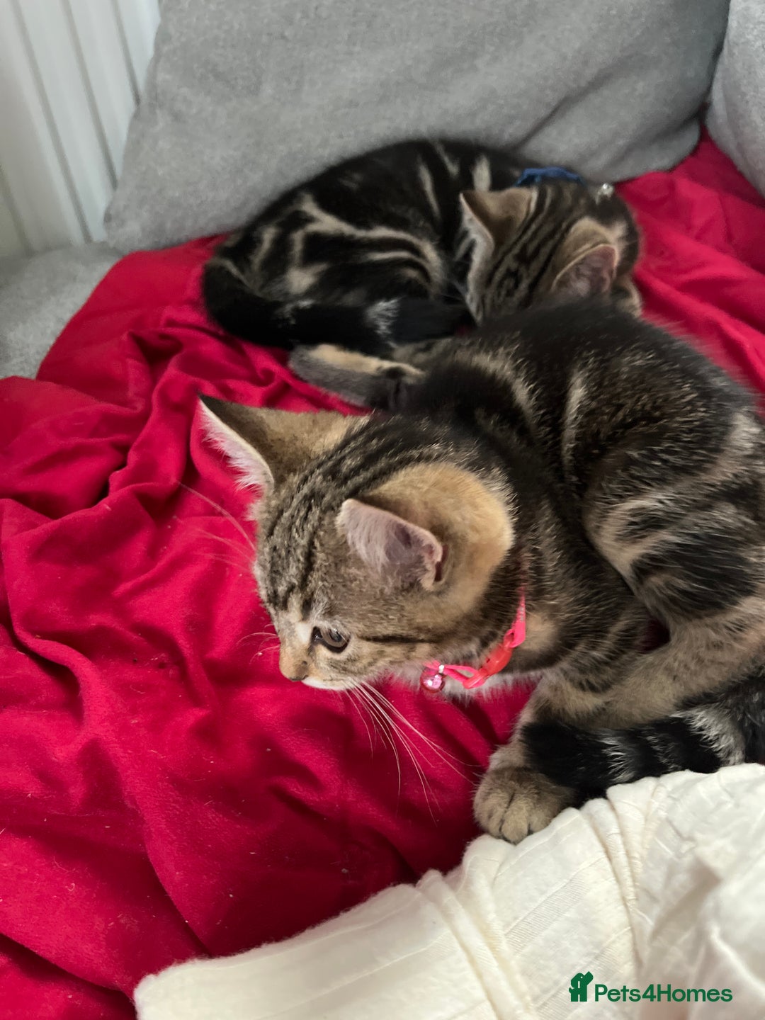 Mixed Breed cats for sale: Two beautiful brothers needing a forever home  - Image 4