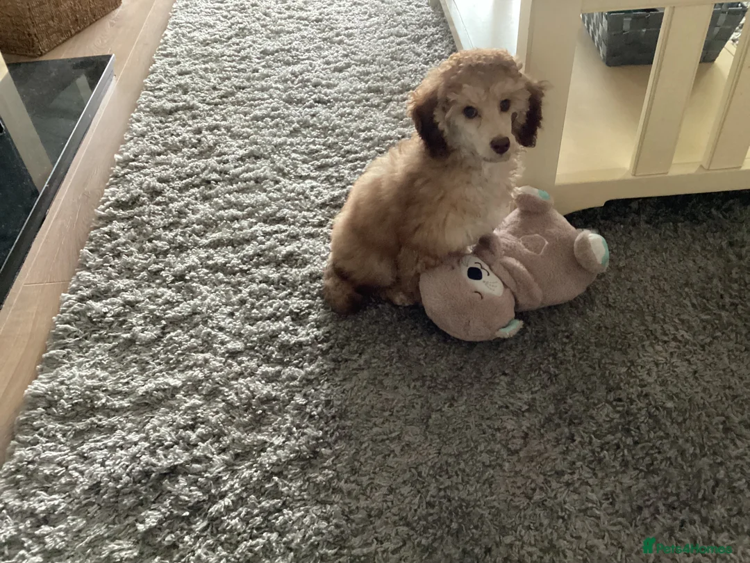 Toy Poodle dogs for sale: Toy Poodle  - Advert 6
