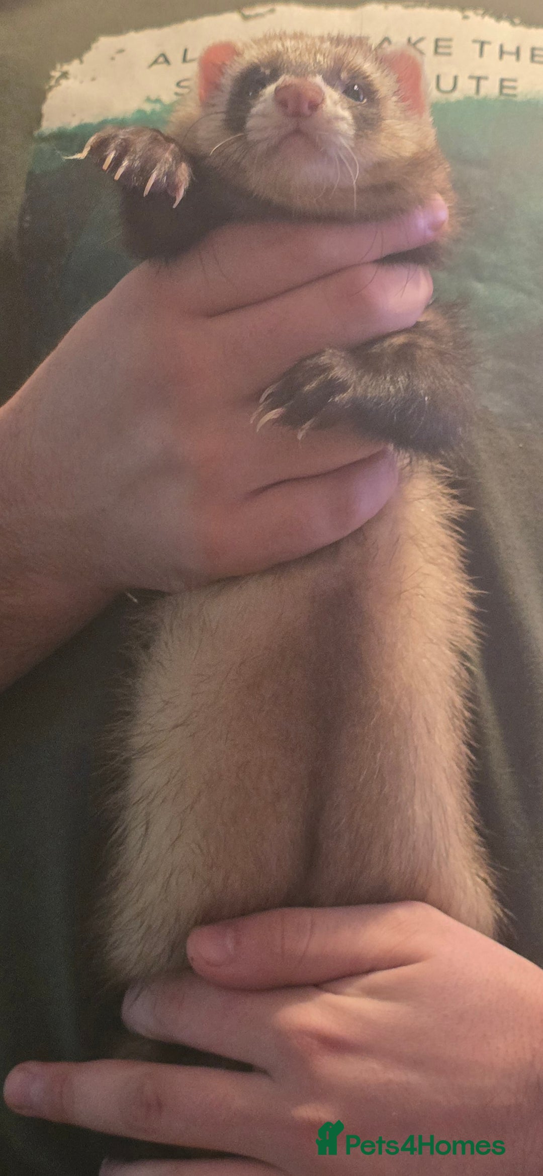 Ferret rodents for sale: 3x Albino Hobs & 1x Polecat Jill - Image 3