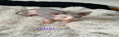 Sphynx 4
