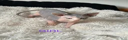 Sphynx cats for sale: 5 beautiful sphinxes looking for a loving home. - Advert 6