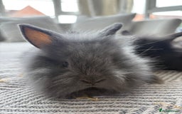 Mini Lion Lop rabbits for sale: Cuteness overload!! Mini lion head bunnies  - Image 5