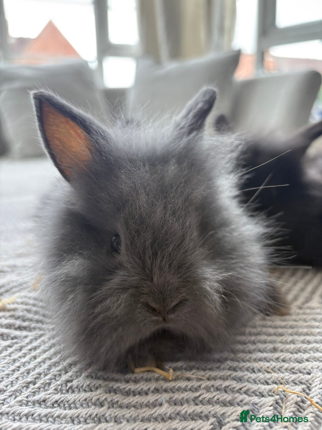 Mini Lion Lop rabbits for sale: Cuteness overload!! Mini lion head bunnies  - Image 5