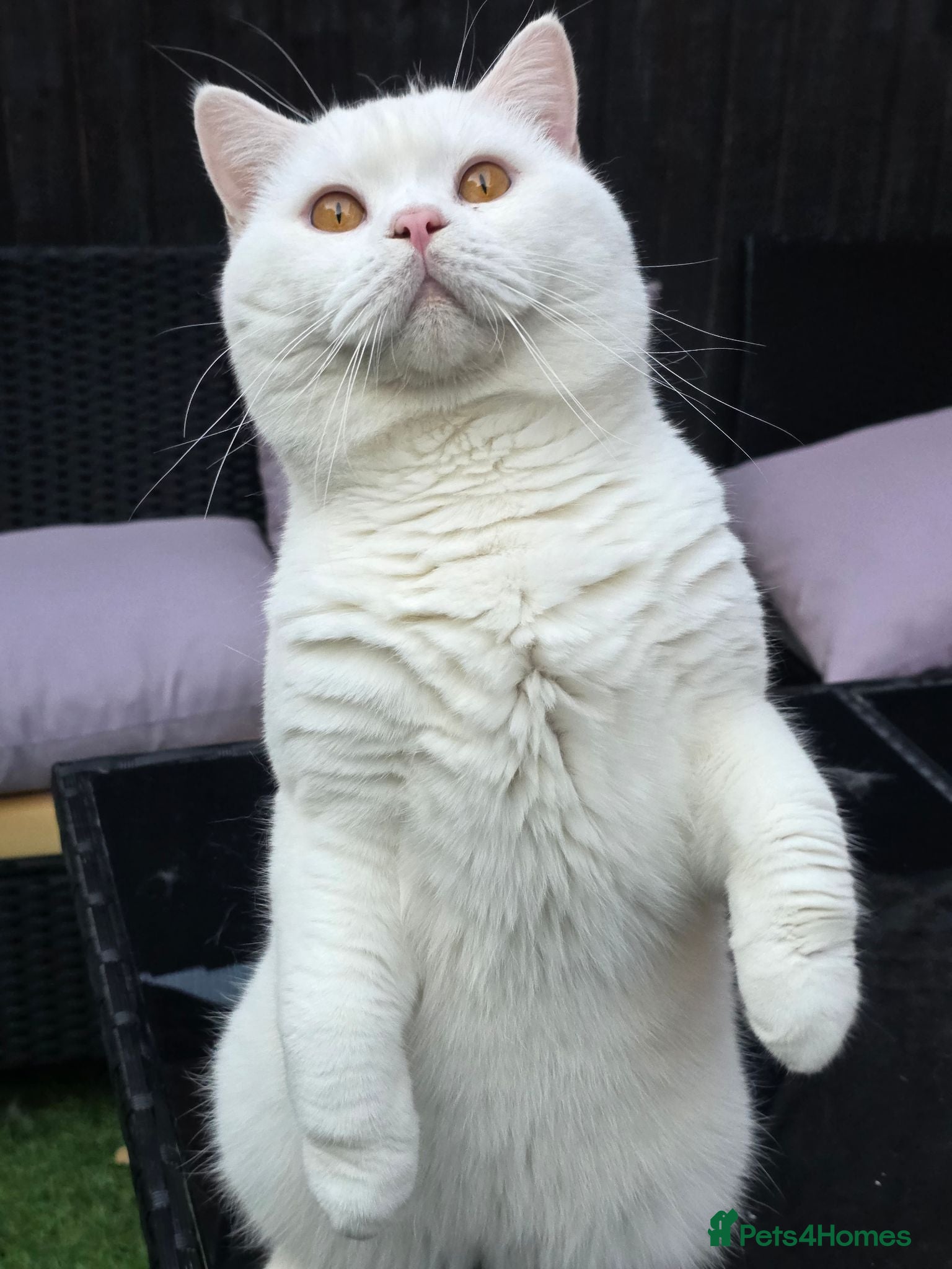 British Shorthair cats  PROVEN White British Shorthair Stud Service 🤍 - Advert 18