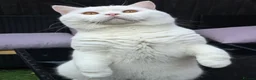British Shorthair cats for stud:  PROVEN White British Shorthair Stud Service 🤍 - Advert 1