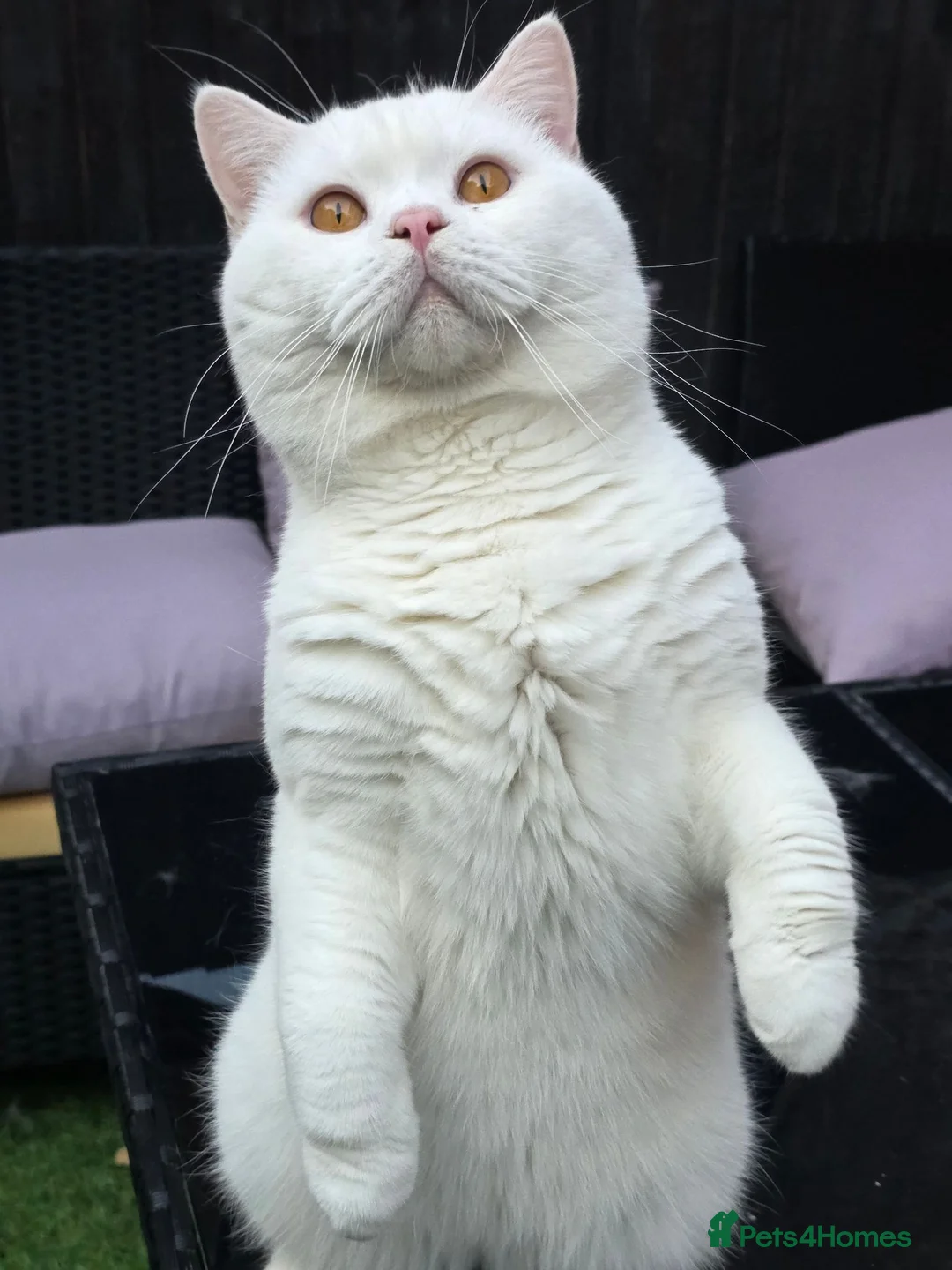 British Shorthair cats for stud:  PROVEN White British Shorthair Stud Service 🤍 - Advert 1