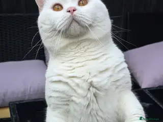 British Shorthair cats PROVEN White British Shorthair Stud Service 🤍 - Advert 18
