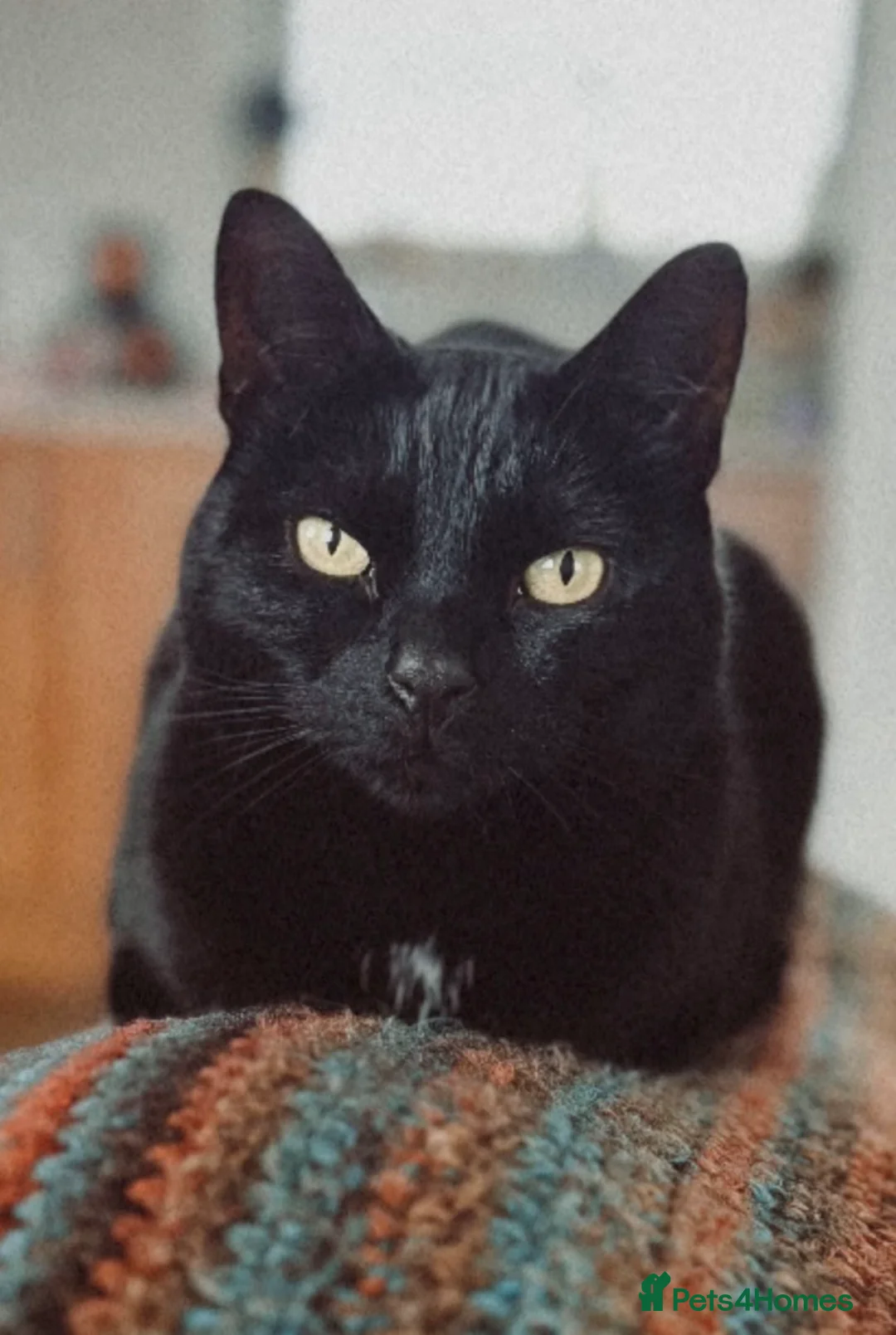 Bombay cats for sale: X2 female cats 4 years to be rehomed - Advert 2