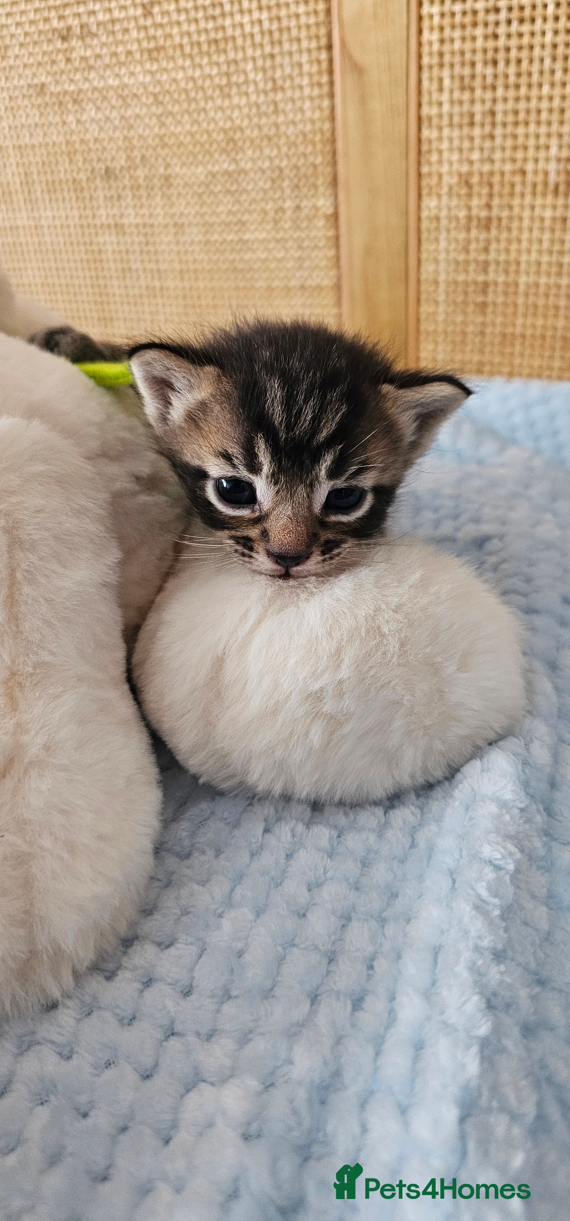 Mixed Breed cats for sale: Beautiful Bengal Mix Kittens - Advert 24