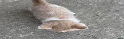 Mixed Breed cats for sale: Rare coloured kittens - Advert 7