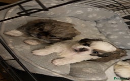 Pekingese dogs for sale: Pekingese puppies - Advert 6