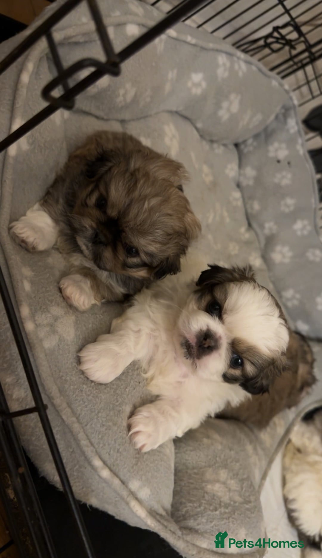 Pekingese dogs for sale: Pekingese puppies - Advert 6