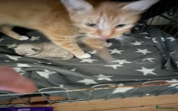 Mixed Breed cats for sale: 3/4 Ragdoll kittens available to reserve - Image 6