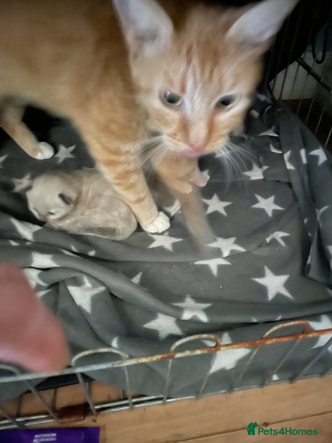 Mixed Breed cats for sale: 3/4 Ragdoll kittens available to reserve - Image 6