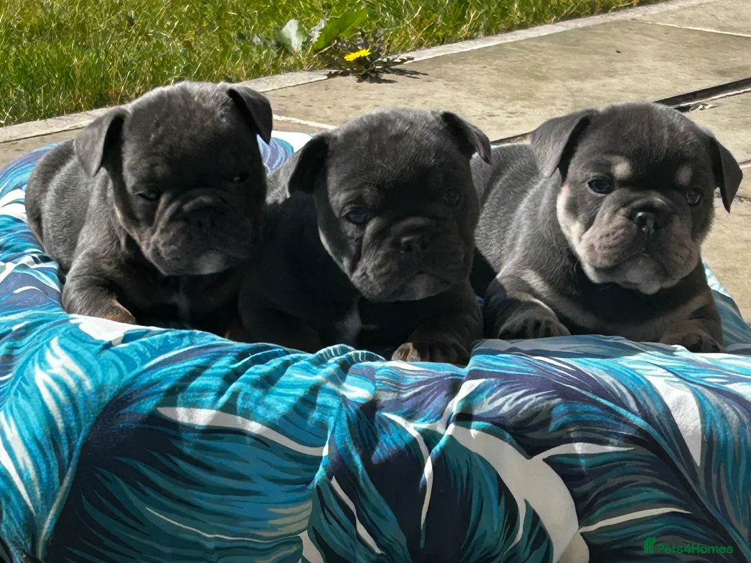 Mixed Breed dogs for sale:  Beautiful F1 Freelance Bulldogs Puppies! - Advert 1