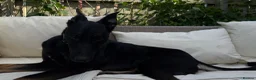 Mixed Breed dogs for sale: Dog for rehoming  in Whitley Bay - Advert 3