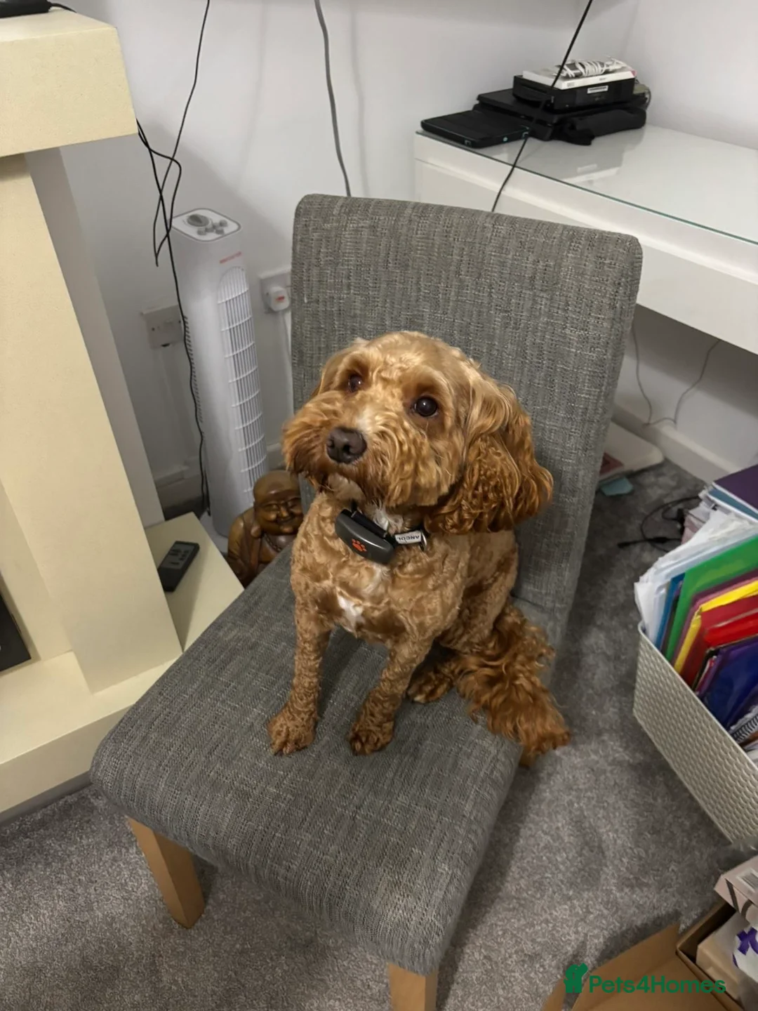 Cockapoo dogs for sale: Loki  - Advert 1