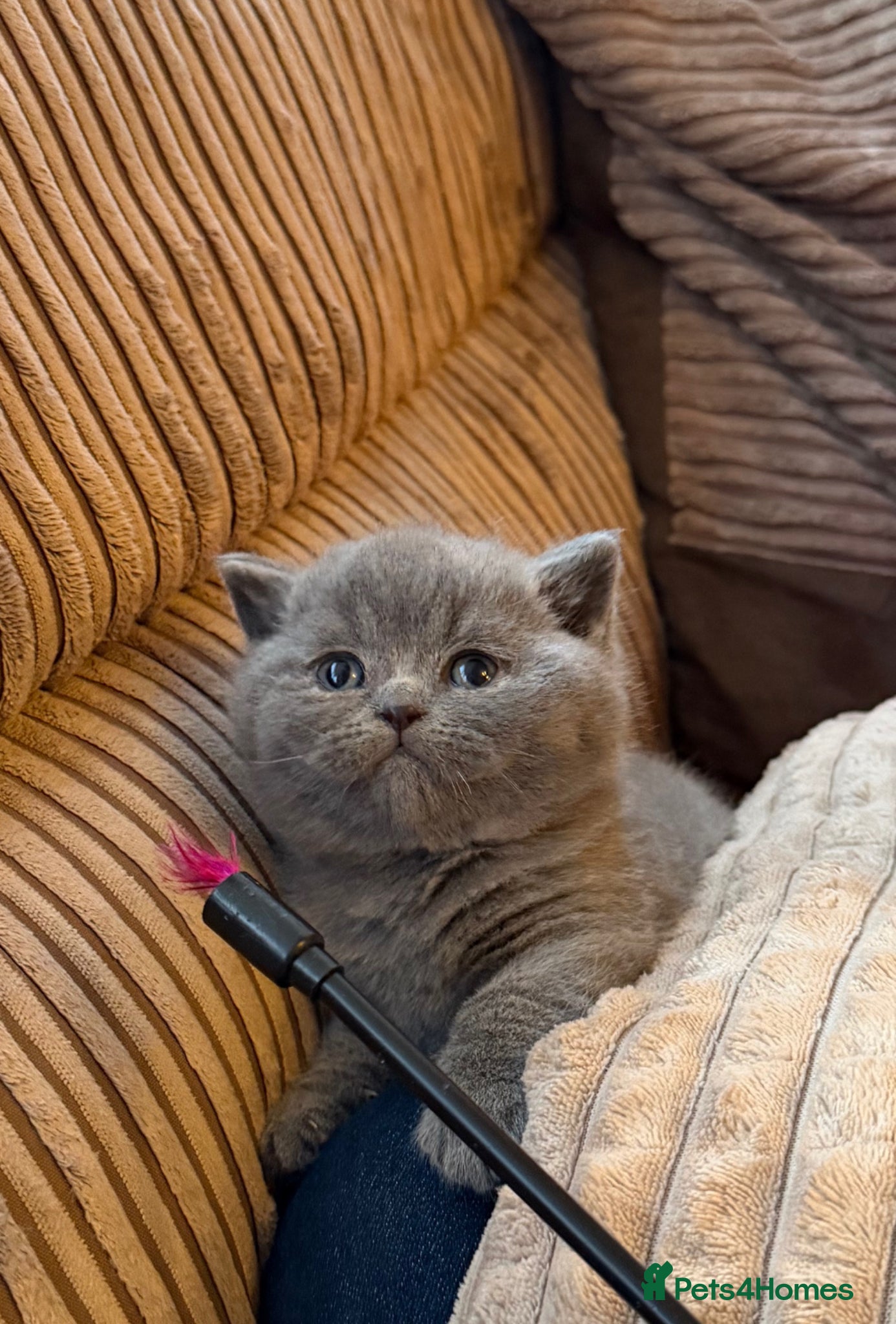 British Shorthair cats ONE BRITISH SHORTHAIR BLUE MALE AVAILABLE  - Advert 6