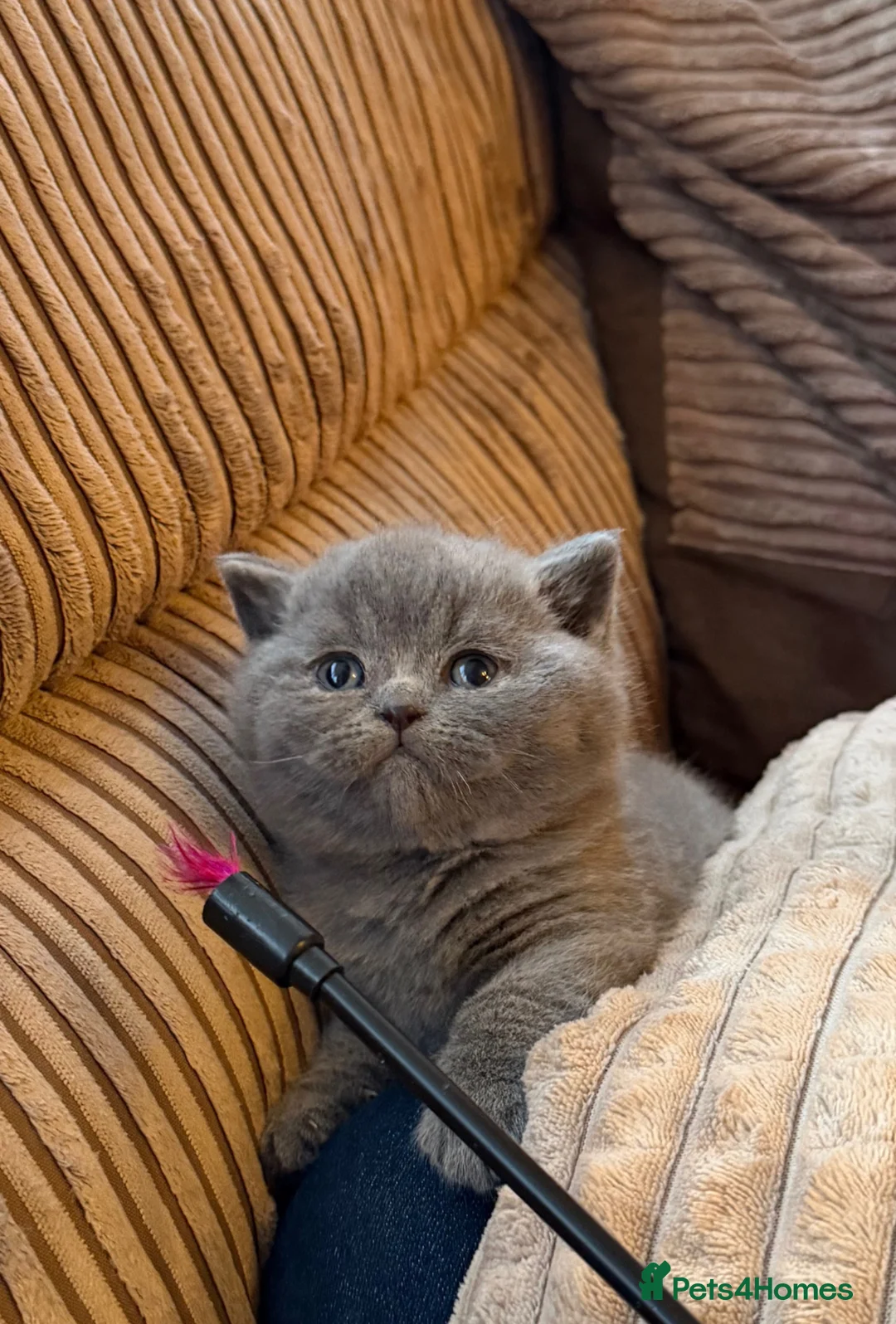 British Shorthair cats for sale: ONE BRITISH SHORTHAIR BLUE MALE AVAILABLE  - Advert 1