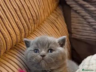 British Shorthair cats ONE BRITISH SHORTHAIR BLUE MALE AVAILABLE - Advert 6