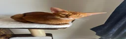 Abyssinian cats for sale: Gorgeous Abyssinian girl  - Advert 6