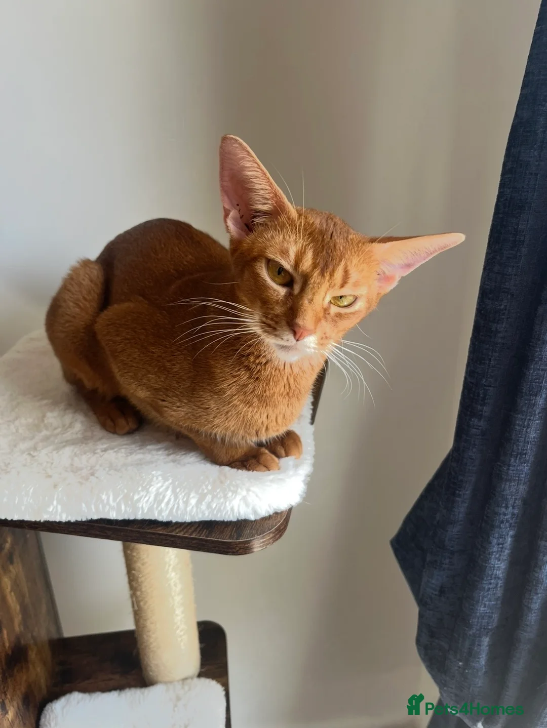 Abyssinian cats for sale: Gorgeous Abyssinian girl  - Advert 6