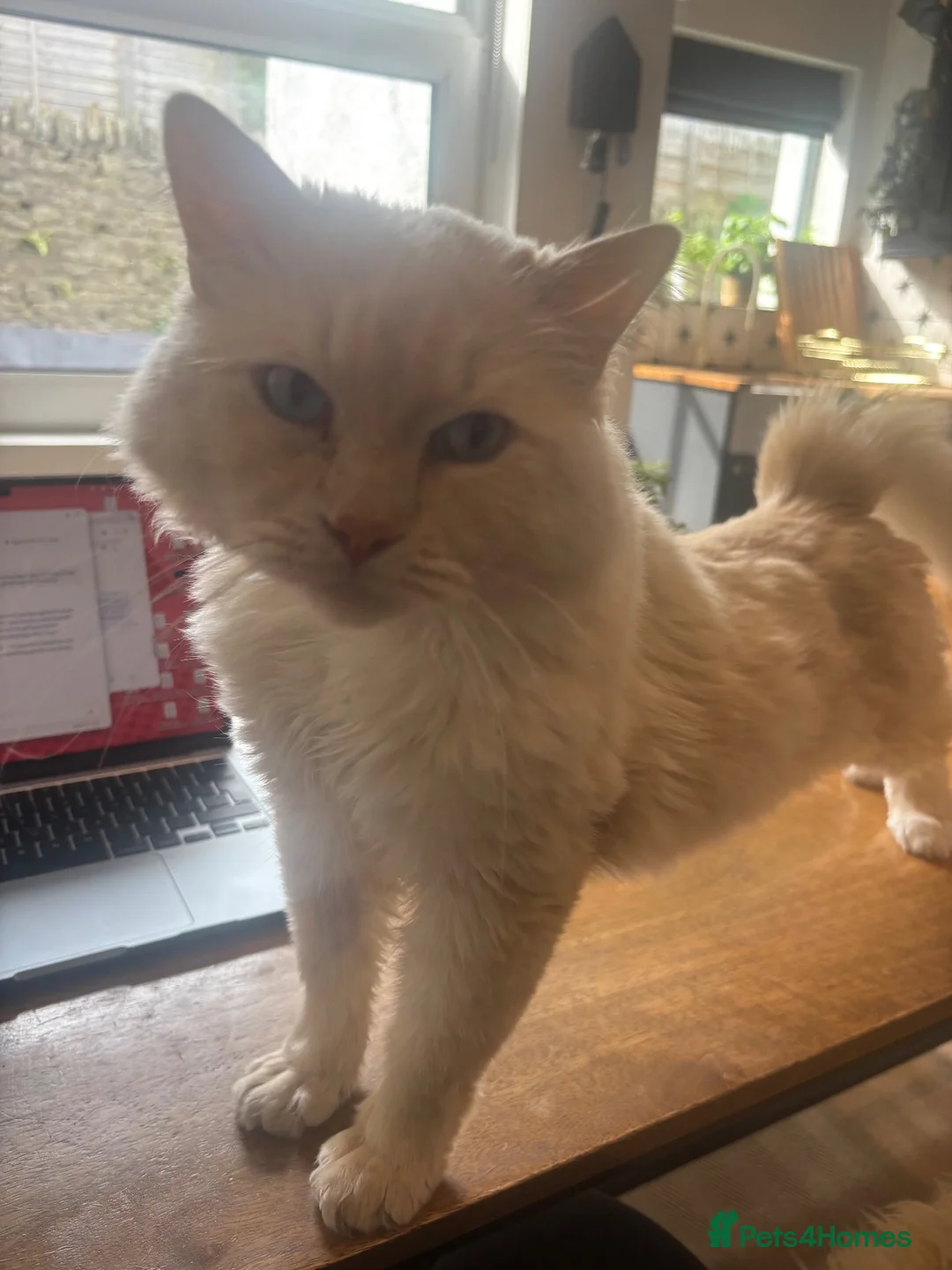 Ragdoll cats for sale: Male ragdoll - Advert 1