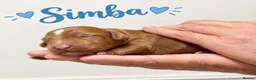 Mixed Breed dogs for sale: 🐾double doodles have arrived 🐾 - Advert 16