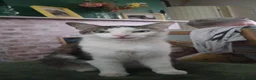 British Longhair cats for sale: 4 lovable rogues longhair kittens - Advert 8