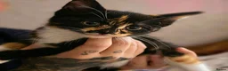 Maine Coon cats for sale: I have one girl left stunning ❤️‍🔥❤️ - Advert 3