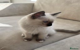 Ragdoll cats for sale: Purebred Ragdoll  - Image 3
