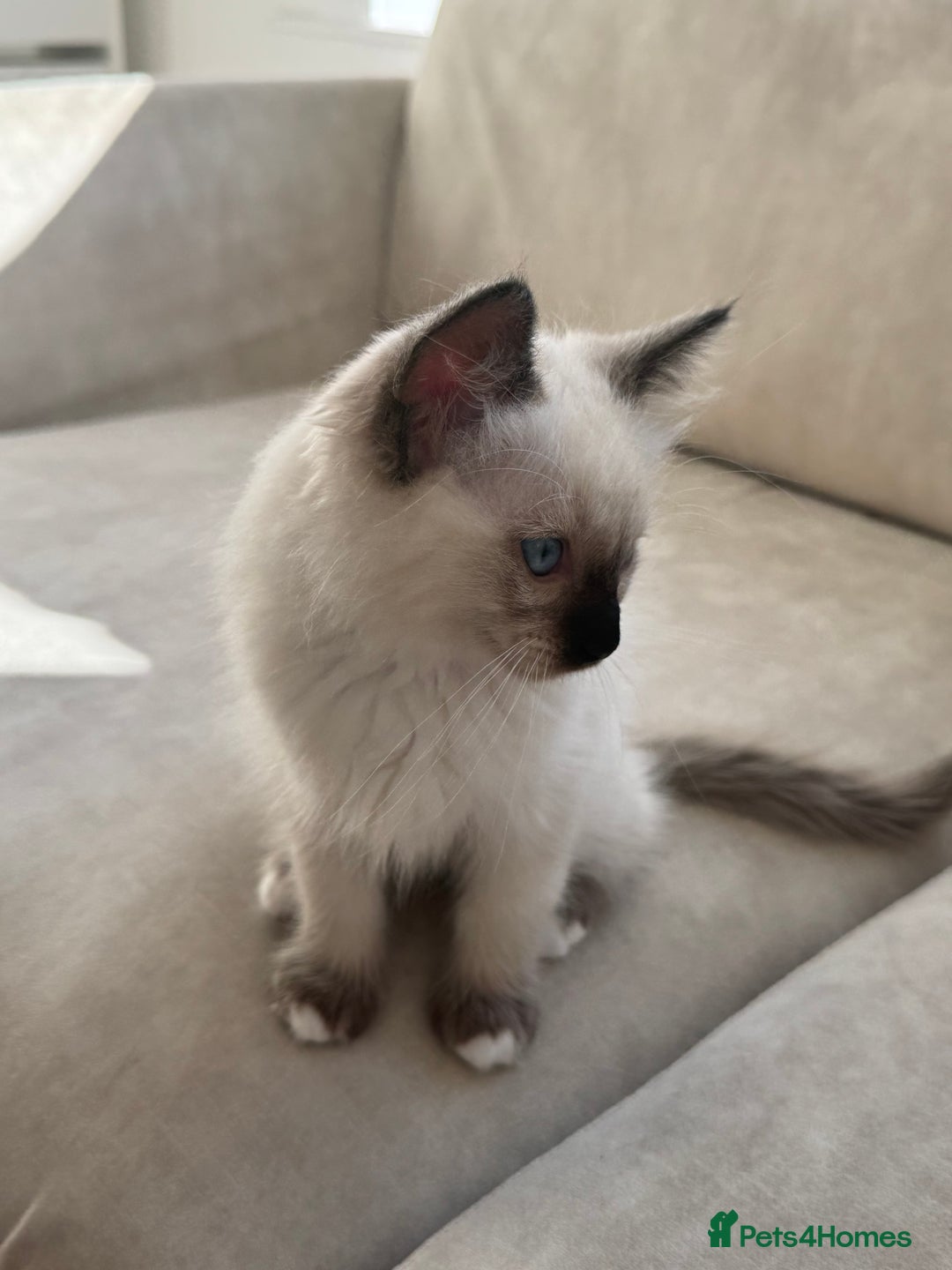 Ragdoll cats for sale: Purebred Ragdoll  - Image 3