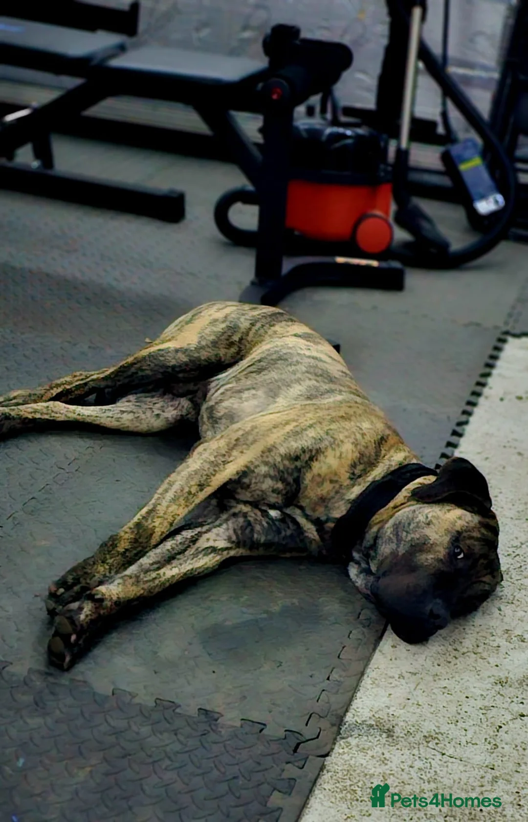 Presa Canario dogs for sale: Amazing Dog - Advert 1